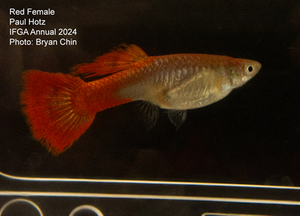 female guppy red